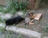 Очень нужен дом малышам,пока не поздно
