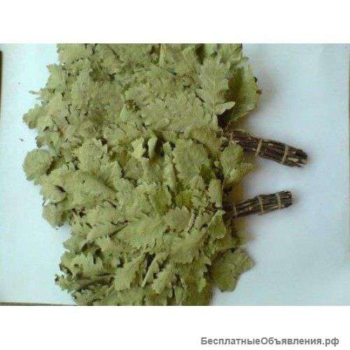 Веник дубовый банный