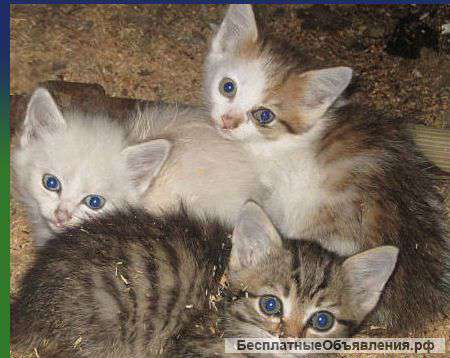 Симпатичные котята от кошки-мышеловки