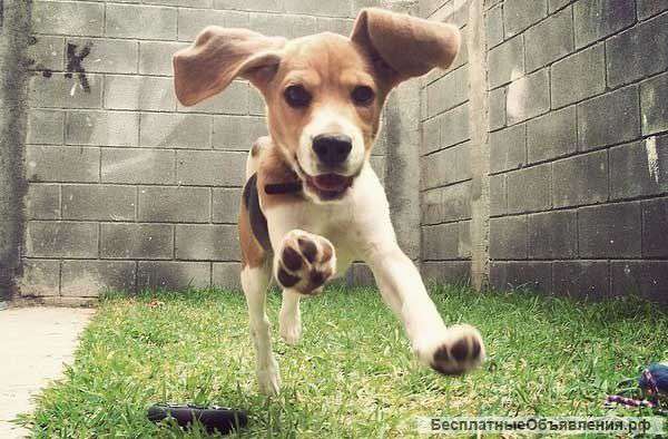 Дрессировка собак