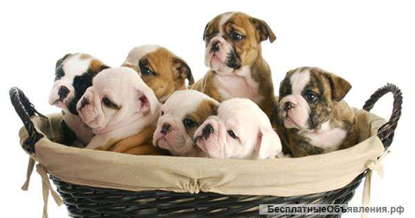 Гостиница для ваших питомцев