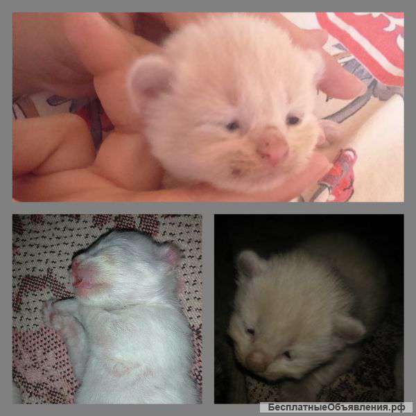 Маленькие кёрлы