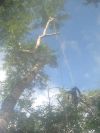 Спилить дерево удалить дерево