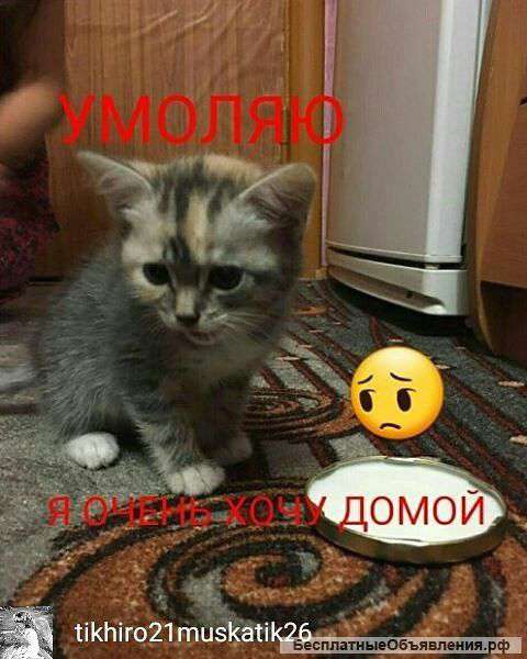 Очень нужен дом или временный дом котенку