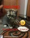 Очень нужен дом или временный дом котенку