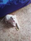 Отдам даром щенка