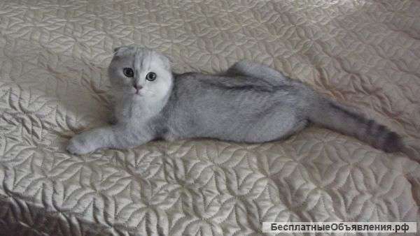 Вислоухий кот