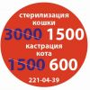 Льготная стерилизация кошек