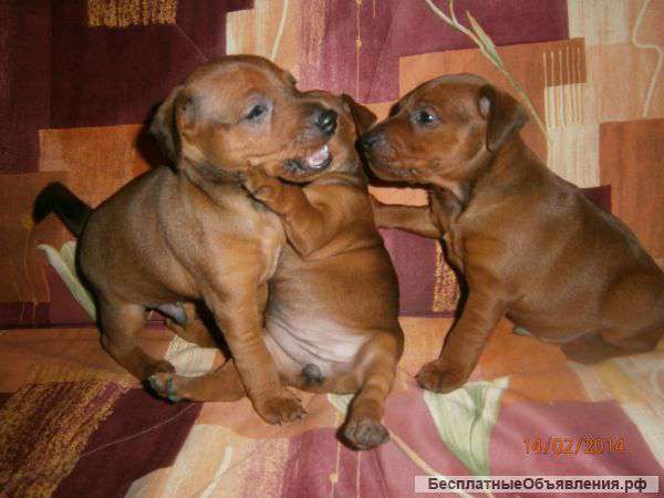 ЦЕРГПИНЧЕРЫ,рыжие щенки, Комсомольск н/А( вязка г. Москва)