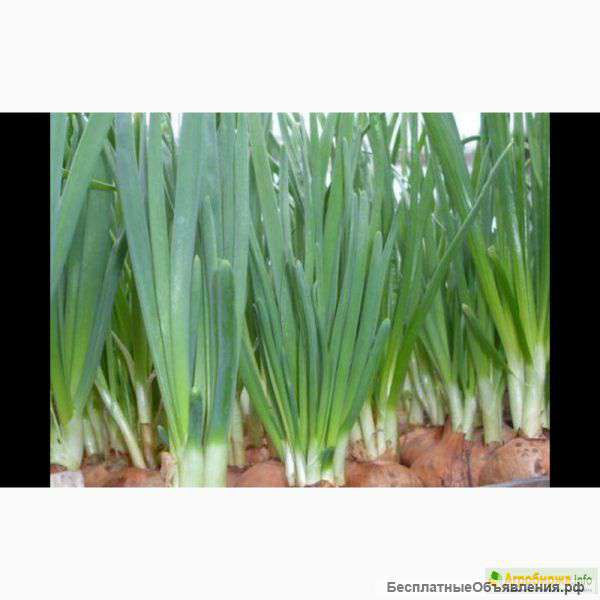 Лук зеленый, перо