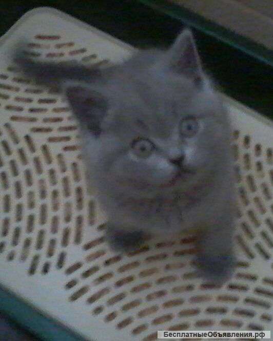 Котят