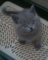 Котят