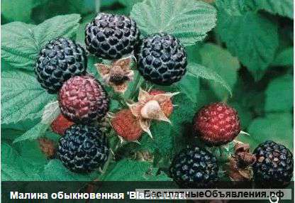 МАЛИНА -саженцы