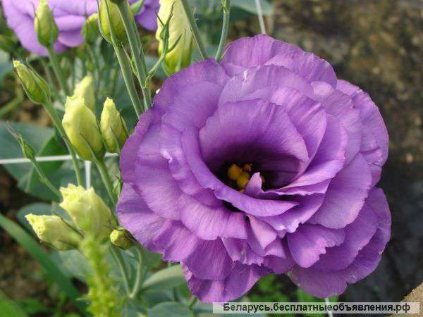 Цветы для букетов и сада- Эустома и хризантема оптом от производителя