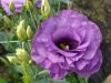 Цветы для букетов и сада- Эустома и хризантема оптом от производителя
