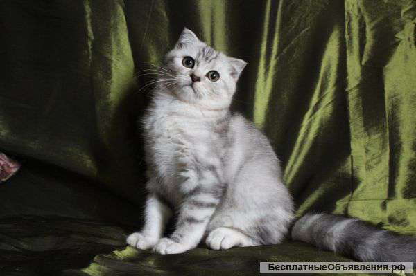Очаровательные котята
