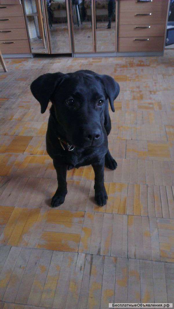 Продам подросшую девочку Лабрадор- ретривер