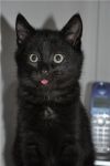 Очаровательный котик 2.5 месяца