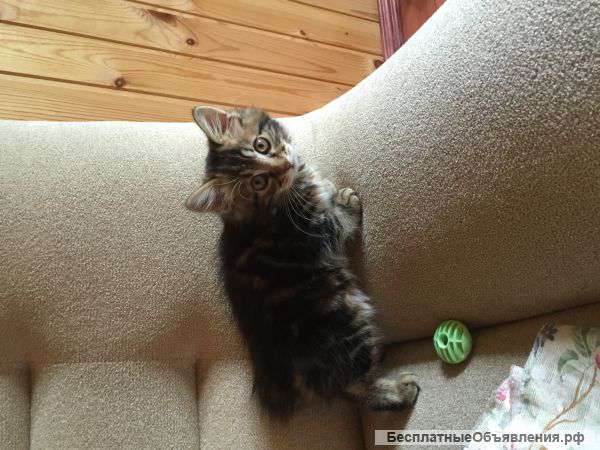 Курильский бобтейл