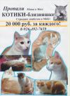 Рыже-белые близняшки между Серпуховом и Москвой