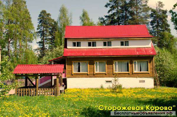 Отдых с собаками за городом