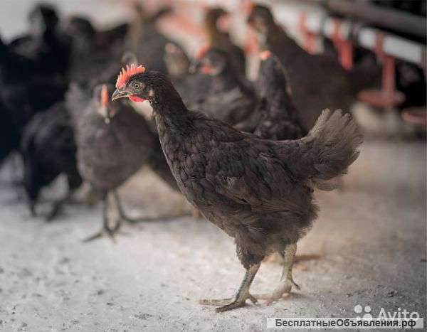 Петушки подрощенные