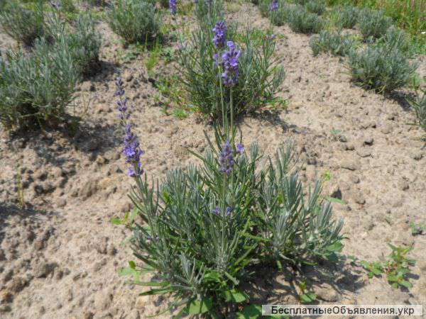 Ели и лаванду