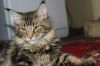 Котик Черный Мрамор