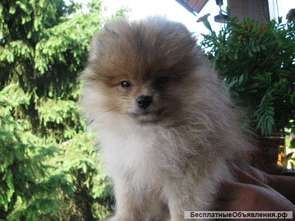 Щенки шпица