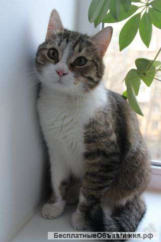 Отдадим кота