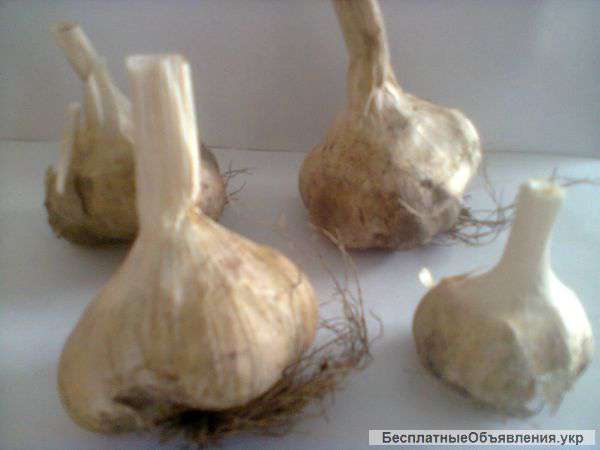 Чеснок