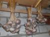 Чеснок местный