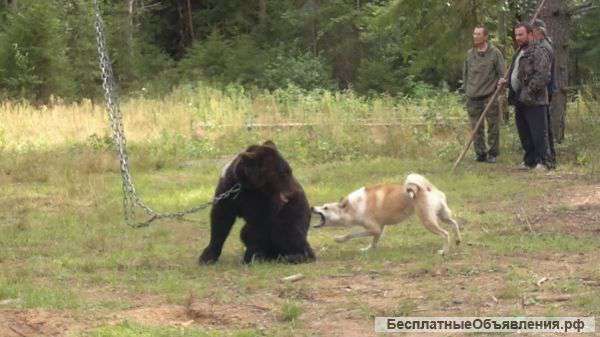 Щенки западносибирской лайки от рабочих родителей