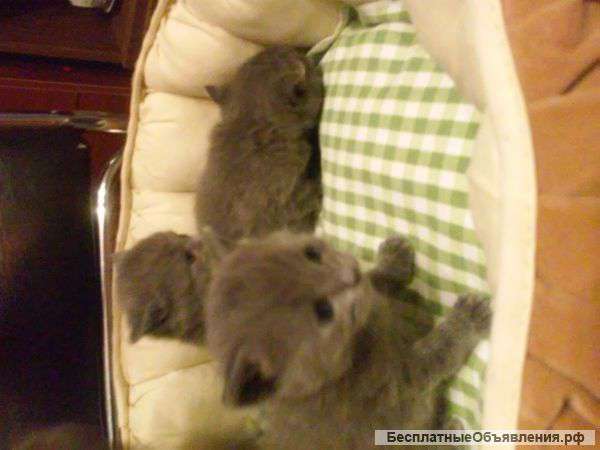 Британские короткошерстные котята
