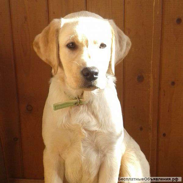 Продаётся щенок лабрадора