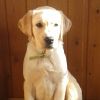 Продаётся щенок лабрадора